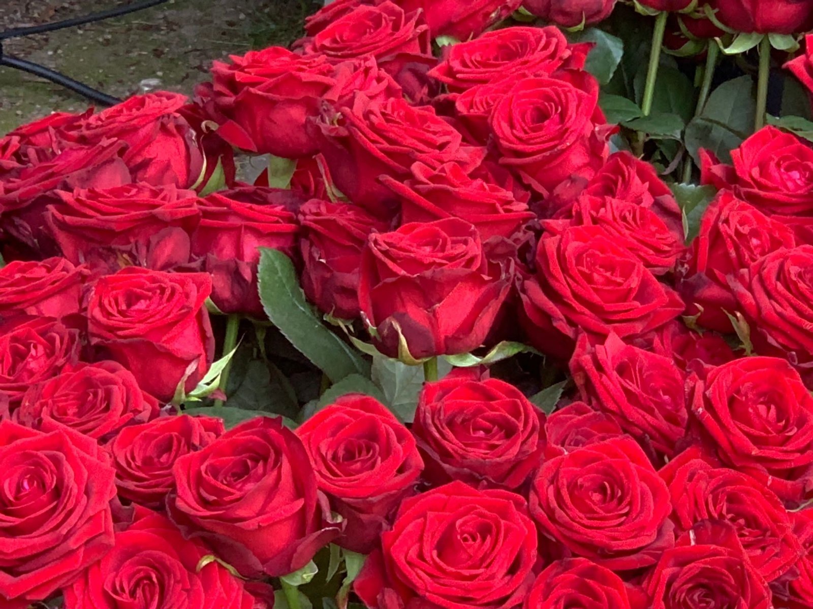 IMG-20220619-WA0019 (c) Fabiola Weuthen