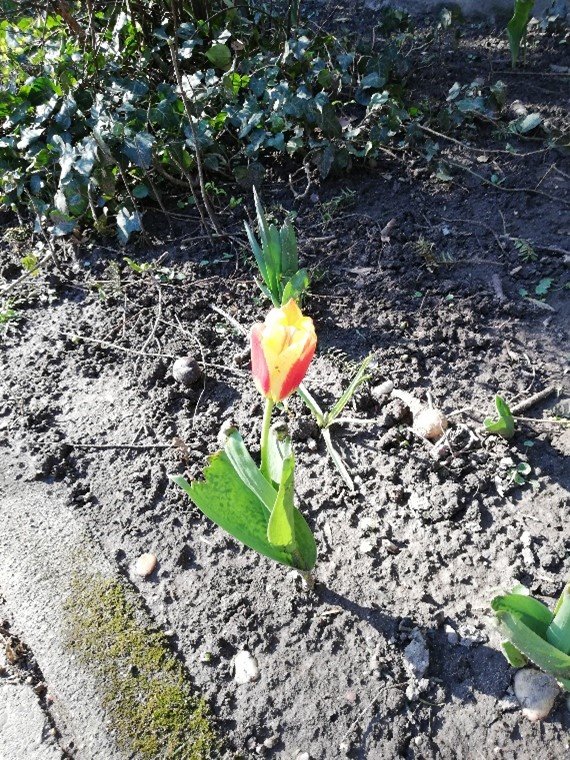 Tulpe (c) Johannes Wirthmüller